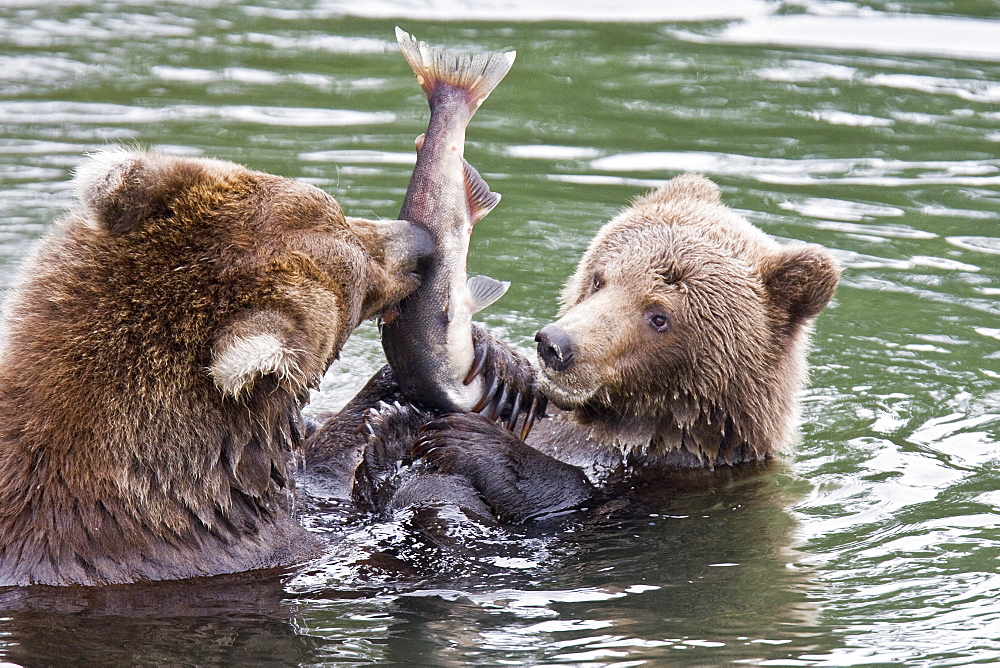 Mother brown bear (Ursus arctos) foragong for sockeye salmon with two year-old cub at the Brooks River in Katmai National Park near Bristol Bay, Alaska, USA. Pacific Ocean.