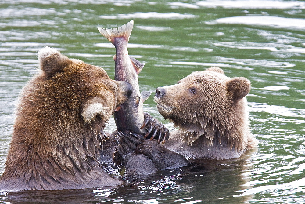 Mother brown bear (Ursus arctos) foraging for sockeye salmon with two year-old cub at the Brooks River in Katmai National Park near Bristol Bay, Alaska, USA. Pacific Ocean