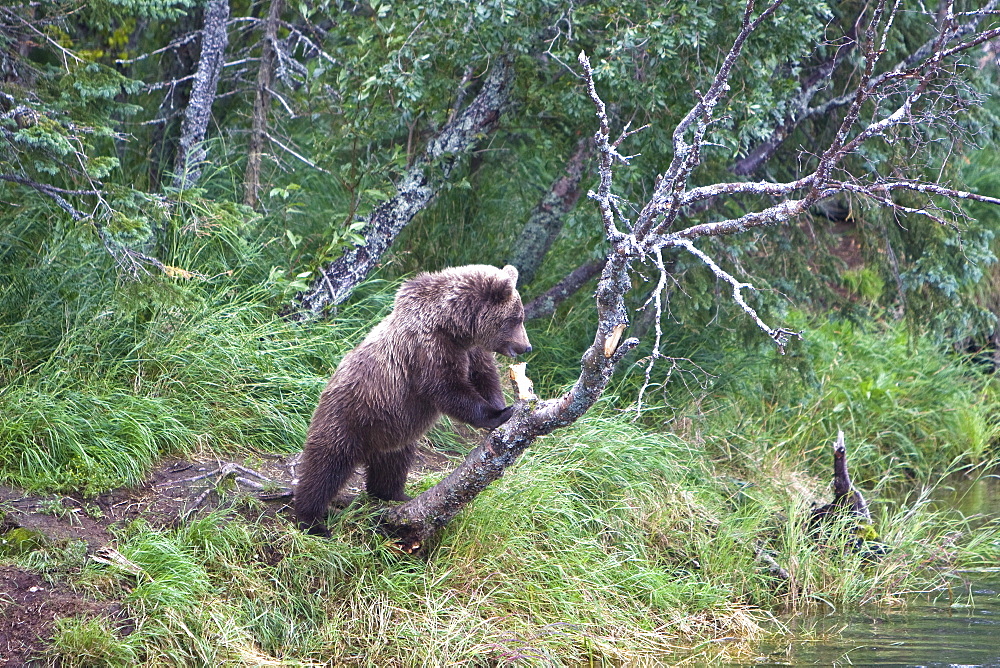 Adult brown bear (Ursus arctos) foraging for dying sockeye salmon at the Brooks River in Katmai National Park near Bristol Bay, Alaska, USA. Pacific Ocean