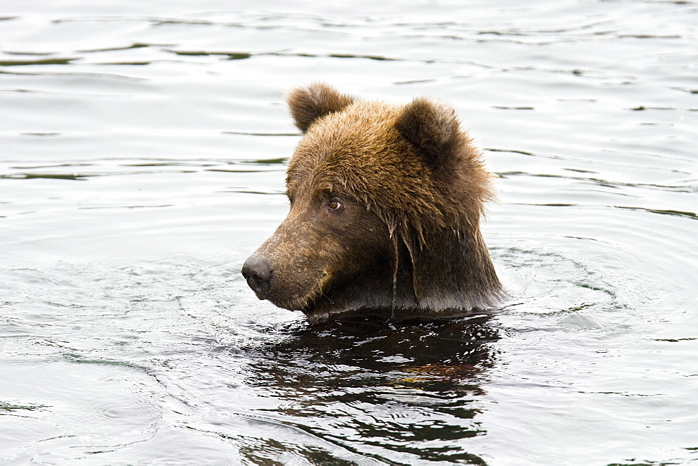 Adult brown bear (Ursus arctos) foraging for dying sockeye salmon at the Brooks River in Katmai National Park near Bristol Bay, Alaska, USA. Pacific Ocean