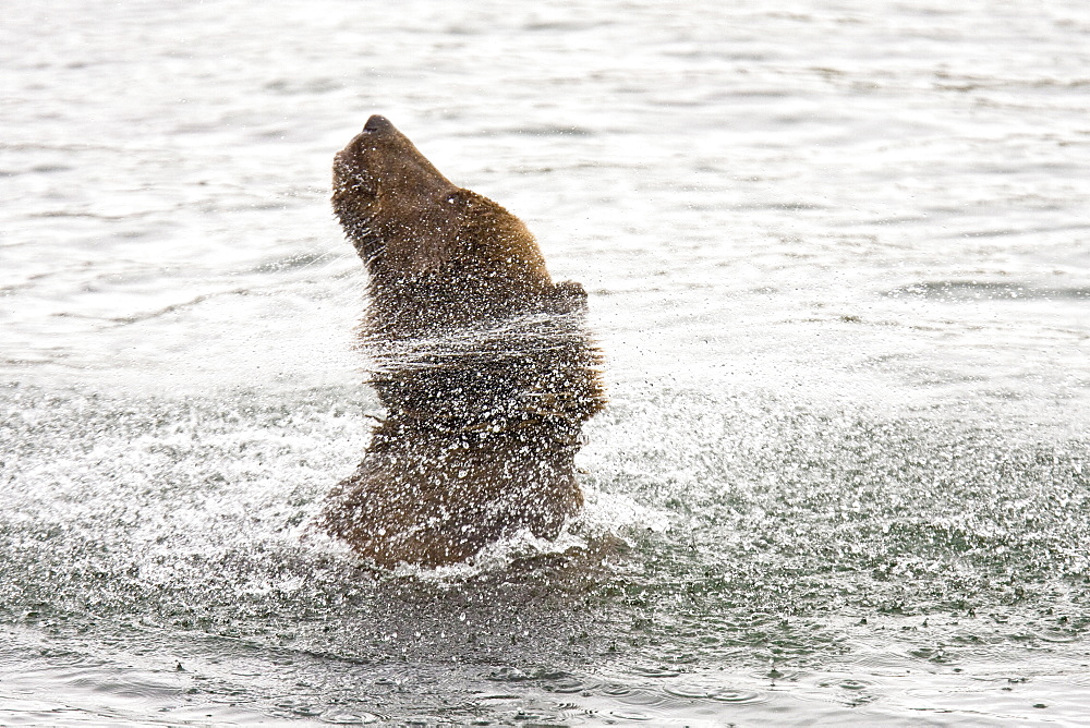 Adult brown bear (Ursus arctos) shaking water off its body at the Brooks River in Katmai National Park near Bristol Bay, Alaska, USA. Pacific Ocean