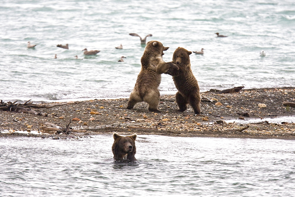 Brown bear cubs (Ursus arctos) playing and mock fighting on the beach near the Brooks River in Katmai National Park near Bristol Bay, Alaska, USA. Pacific Ocean