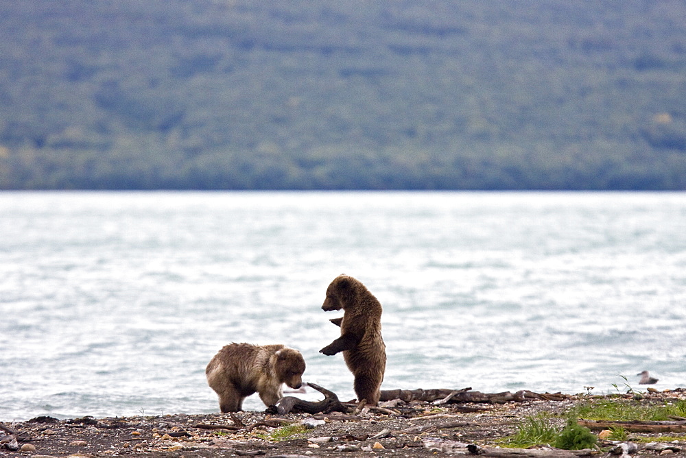 Brown bear cubs (Ursus arctos) playing and mock fighting on the beach near the Brooks River in Katmai National Park near Bristol Bay, Alaska, USA. Pacific Ocean