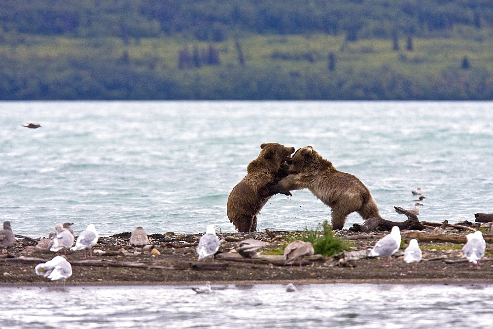 Brown bear cubs (Ursus arctos) playing and mock fighting on the beach near the Brooks River in Katmai National Park near Bristol Bay, Alaska, USA. Pacific Ocean