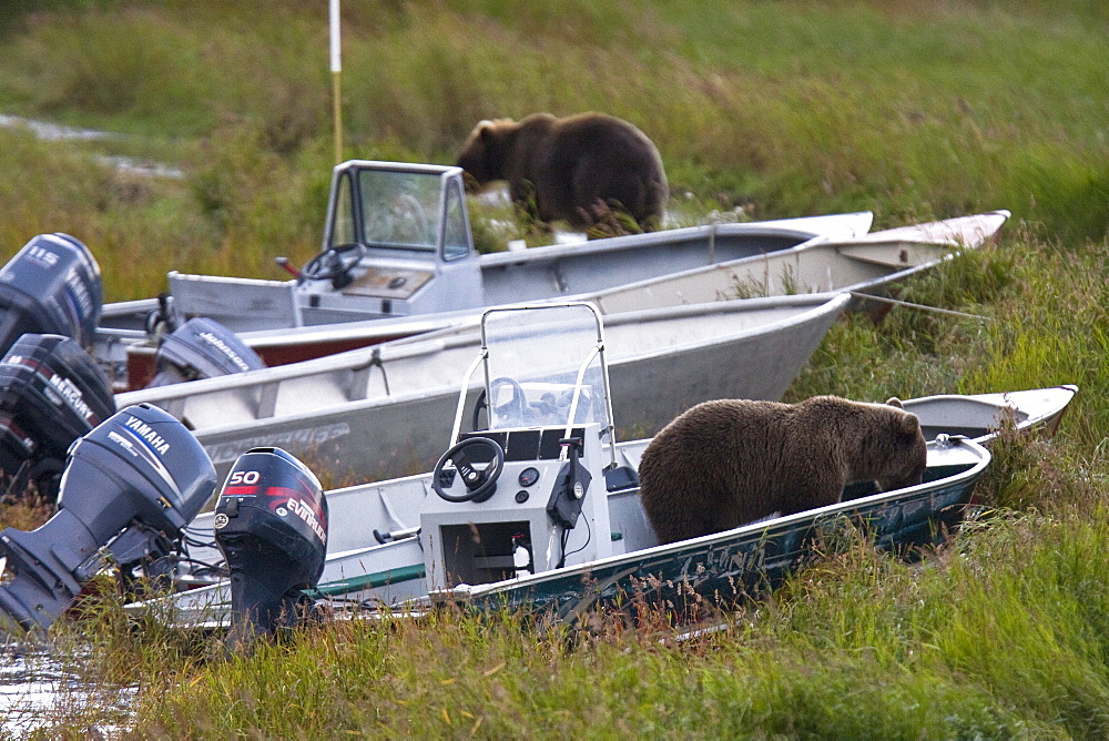 Two curious brown bear cubs (Ursus arctos), inspecting and gnawing on park ranger and service boats at the Brooks River in Katmai National Park near Bristol Bay, Alaska, USA. Pacific Ocean