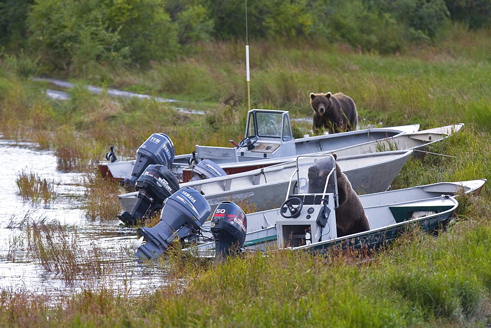 Two curious brown bear cubs (Ursus arctos), inspecting and gnawing on park ranger and service boats at the Brooks River in Katmai National Park near Bristol Bay, Alaska, USA. Pacific Ocean