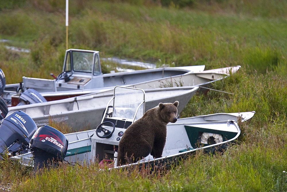 Two curious brown bear cubs (Ursus arctos), inspecting and gnawing on park ranger and service boats at the Brooks River in Katmai National Park near Bristol Bay, Alaska, USA. Pacific Ocean