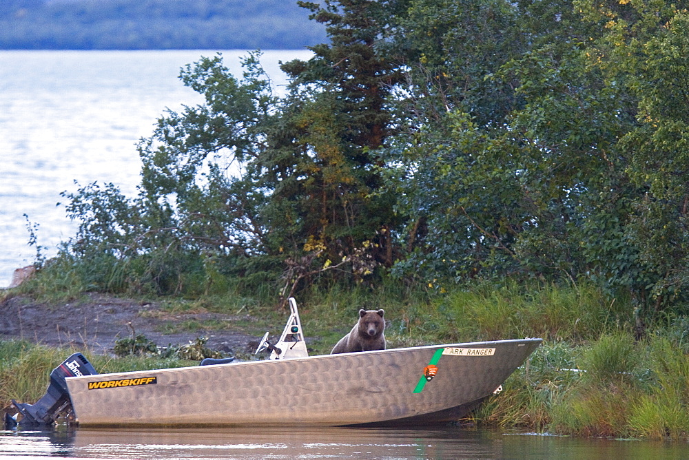 Two curious brown bear cubs (Ursus arctos), inspecting and gnawing on park ranger and service boats at the Brooks River in Katmai National Park near Bristol Bay, Alaska, USA. Pacific Ocean