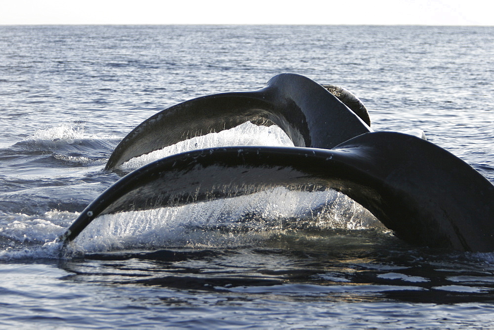 Two adult humpback whales (Megaptera novaeangliae) fluke-up diving side-by-side in the AuAu Channel, Maui, Hawaii, USA. Pacific Ocean.