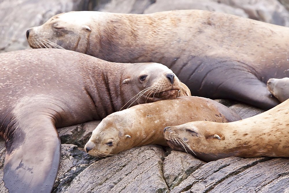 Northern (Steller) sea lion (Eumetopias jubatus) hauled out on South Marble Island in Southeastern Alaska, USA