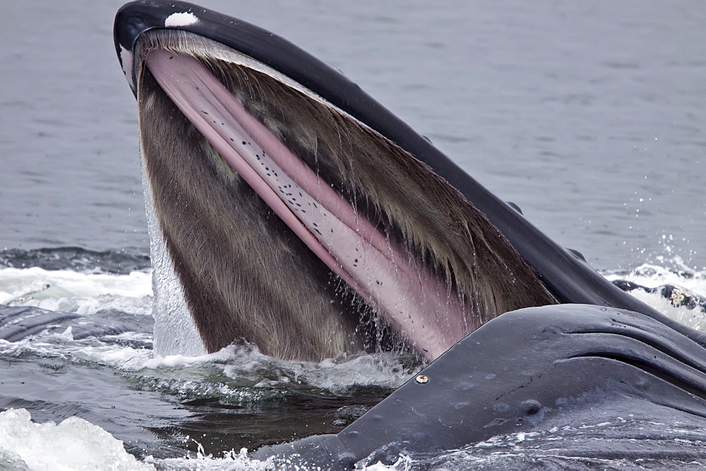 Adult humpback whales (Megaptera novaeangliae) co-operatively "bubble-net" feeding along the west side of Chatham Strait in Southeast Alaska, USA. Pacific Ocean. 