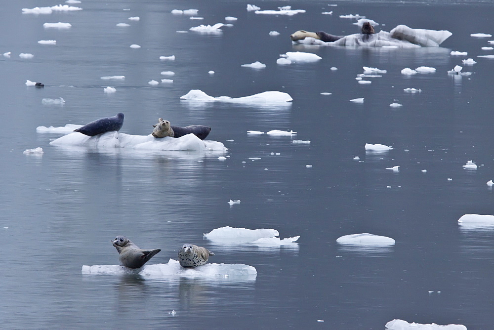 Harbor seal (Phoca vitulina) hauled out on ice at Johns Hopkins Glacier in Glacier Bay National Park, Southeast Alaska, USA.