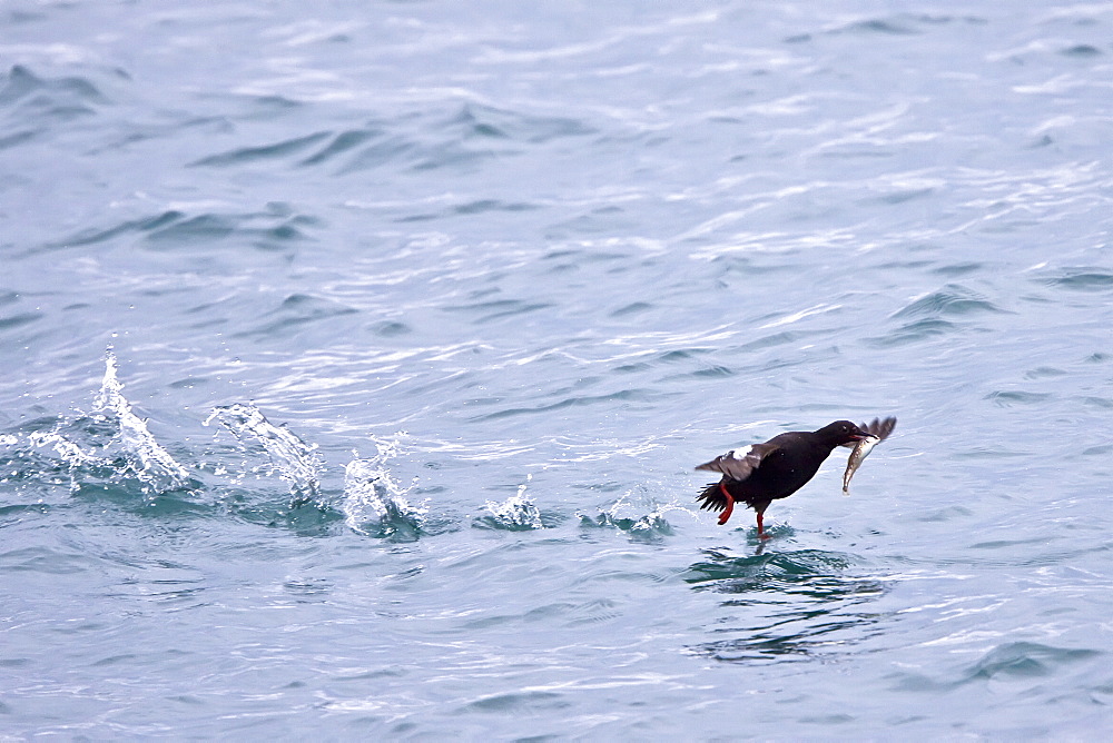 Adult pigeon guillemot (Cepphus columba) in breeding plumage with a capelin in its beak in Chatham Strait, Southeast Alaska, USA. Pacific Ocean.