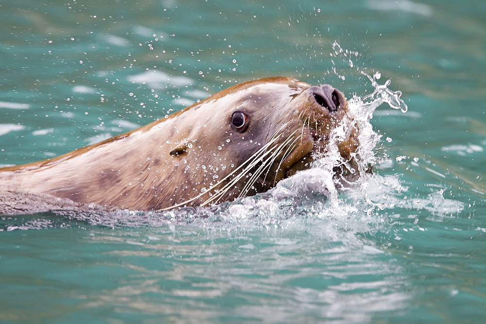 Northern (Steller) sea lion (Eumetopias jubatus) close-up in Southeastern Alaska, USA