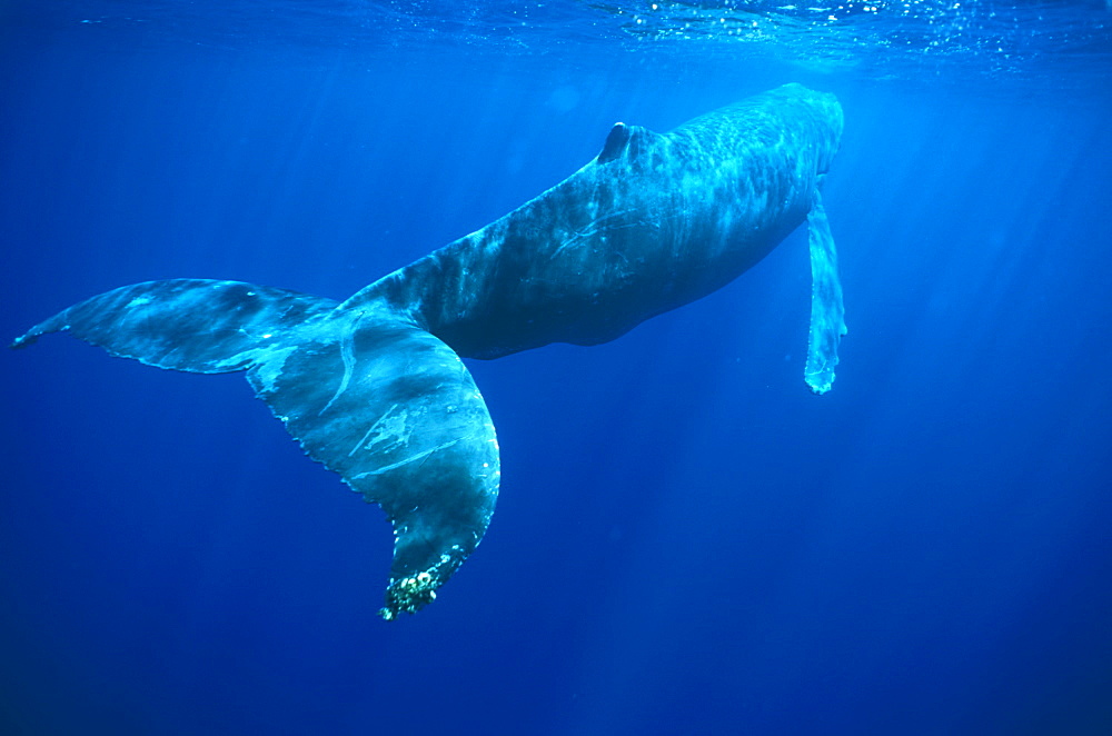 Humpback whale (Megaptera novaeangliae) resting at surface. Hawaii, USA.