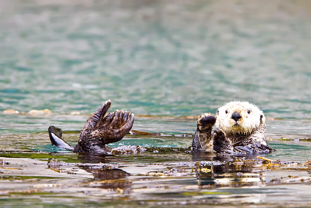 Adult sea otter (Enhydra lutris kenyoni) in Inian Pass, Southeastern Alaska, USA. Pacific Ocean