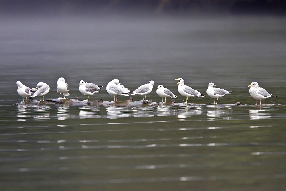 Gulls on a log in Southeast Alaska. 