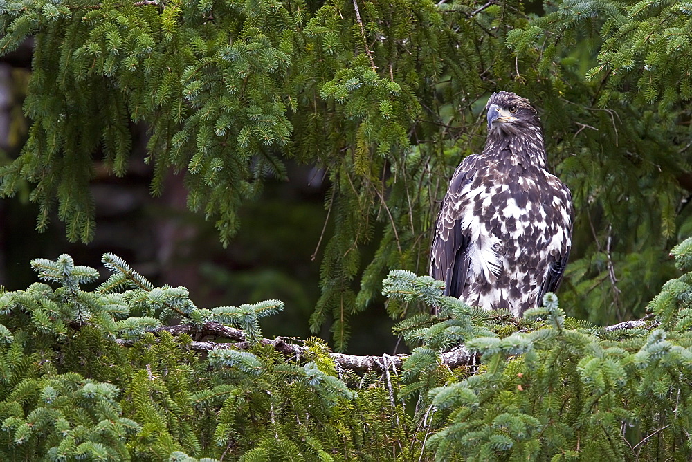 Juvenile bald eagle (Haliaeetus leucocephalus) just outside of Sitka, Southeast Alaska, USA. Pacific Ocean