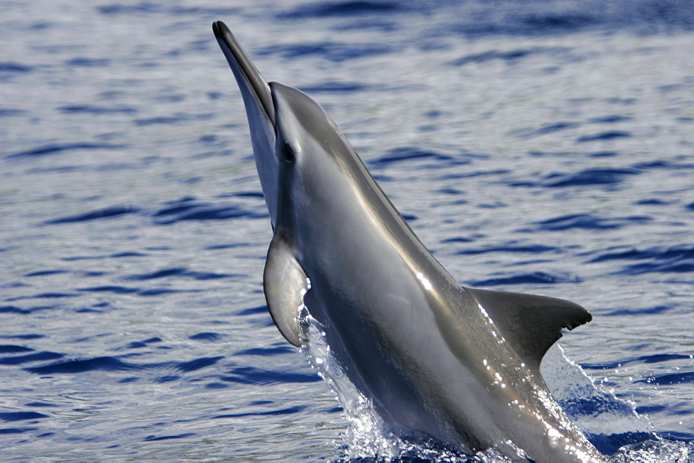 A young Hawaiian spinner dolphin (Stenella longirostris) spinning in the AuAu Channel off the coast of Maui, Hawaii, USA. Pacific Ocean