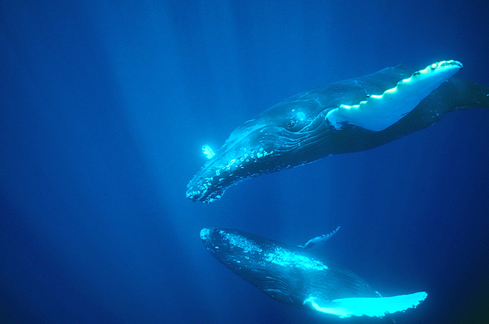 Humpback whales (Megaptera novaeangliae). Hawaii, USA.