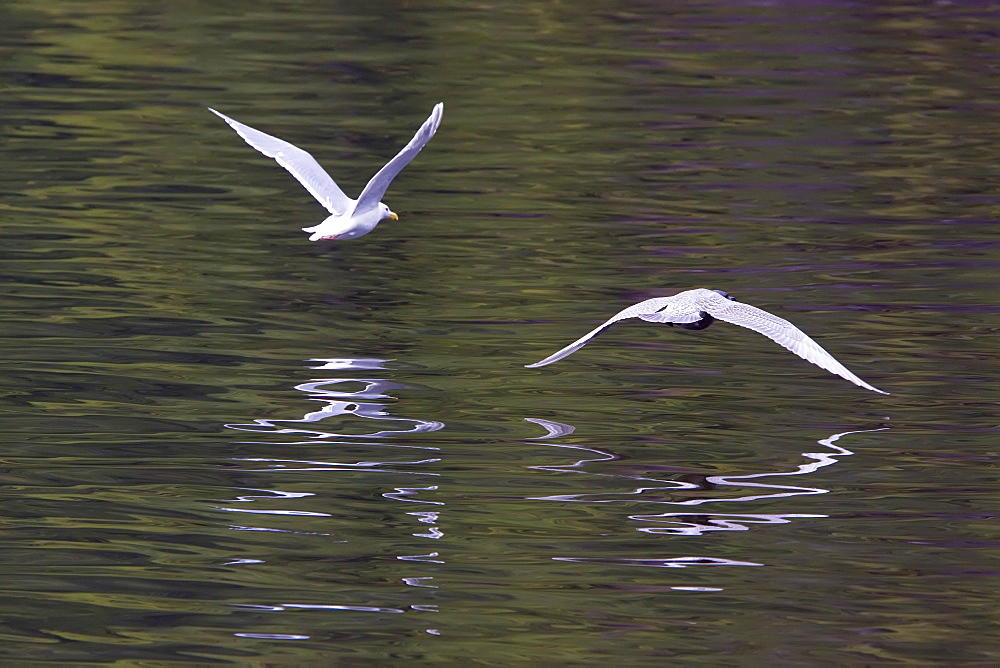 Glaucous-winged gull (Larus glaucescens) in flight in Southeast Alaska, USA.