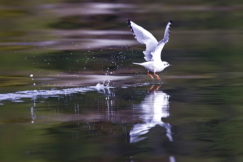 First winter coloration Bonaparte's gull (Larus philadelphia) in flight over the calm waters of Fresh Water Bay on Chichagof Island in Southeastern Alaska, USA. Pacific Ocean.