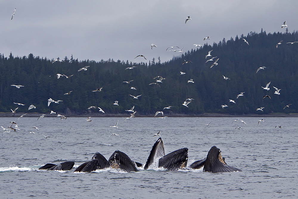 Adult humpback whales (Megaptera novaeangliae) co-operatively "bubble-net" feeding along the west side of Chatham Strait in Southeast Alaska, USA. Pacific Ocean. 