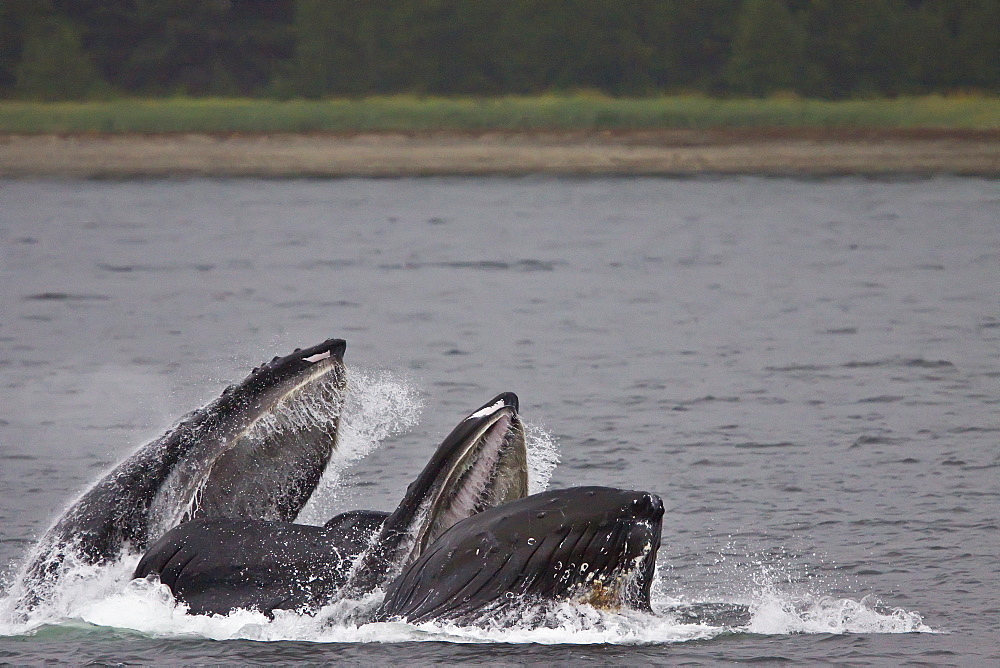 Adult humpback whales (Megaptera novaeangliae) co-operatively "bubble-net" feeding along the west side of Chatham Strait in Southeast Alaska, USA. Pacific Ocean. 