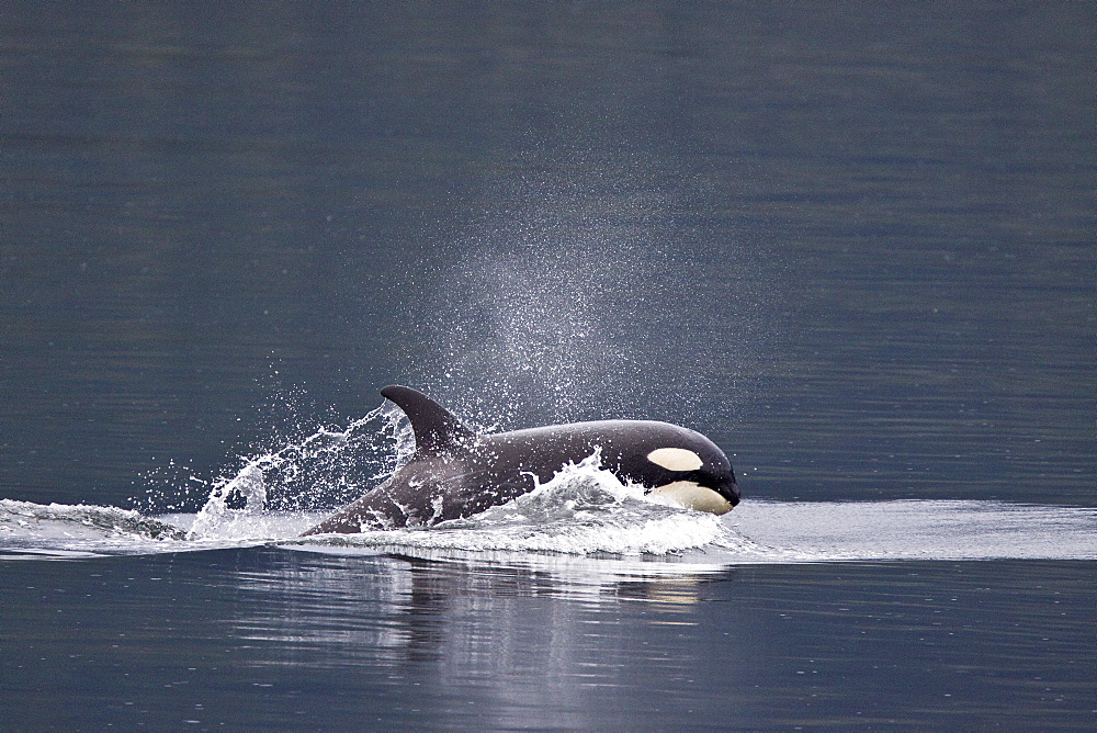 A small resident Orca pod (Orcinus orca) encountered in Chatham Strait, Southeast Alaska