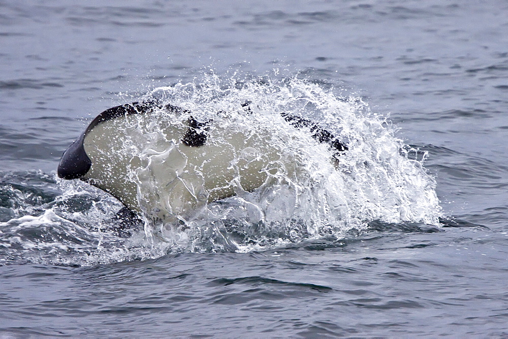 A small resident Orca pod (Orcinus orca) encountered in Chatham Strait, Southeast Alaska, Pacific Ocean