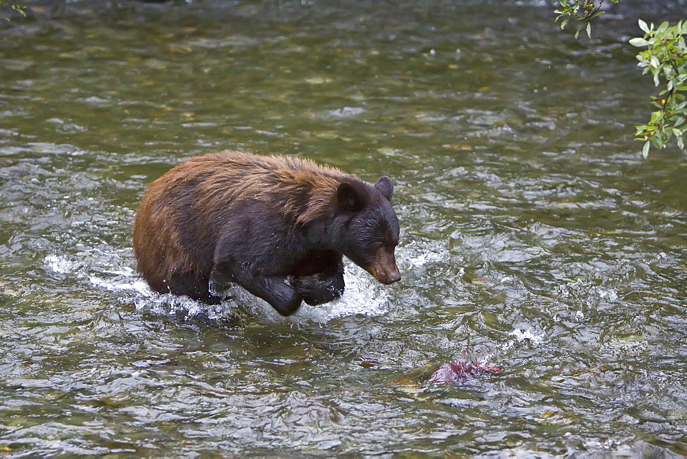 A female black bear (Ursus americanus) fishing for sockeye salmon near Mendenhall Glacier, Southeast Alaska, USA. Pacific Ocean