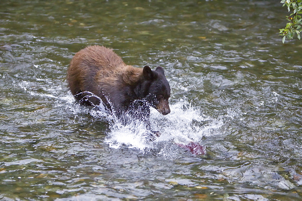 A female black bear (Ursus americanus)  fishing for sockeye salmon near Mendenhall Glacier outside of Juneau, Southeast Alaska, USA. Pacific Ocean