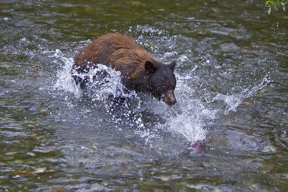 A female black bear (Ursus americanus)  fishing for sockeye salmon near Mendenhall Glacier outside of Juneau, Southeast Alaska, USA. Pacific Ocean