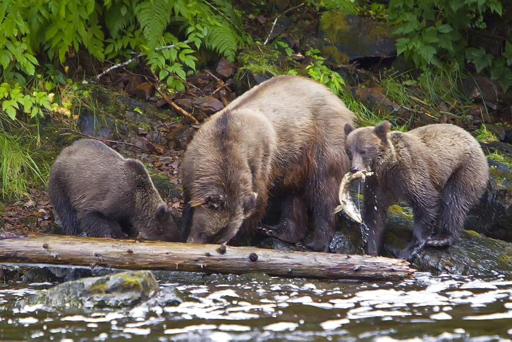 Brown Bear sow (Ursus arctos) with coy (cubs-of-year) fishing for pink salmon near the salmon weir at Pavlof Harbor on Chichagof Island in Southeast Alaska, USA. Pacific Ocean. 