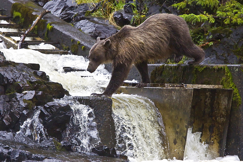 Brown Bear (Ursus arctos) fishing for pink salmon near the salmon weir at Pavlof Harbor on Chichagof Island in Southeast Alaska, USA. Pacific Ocean. 