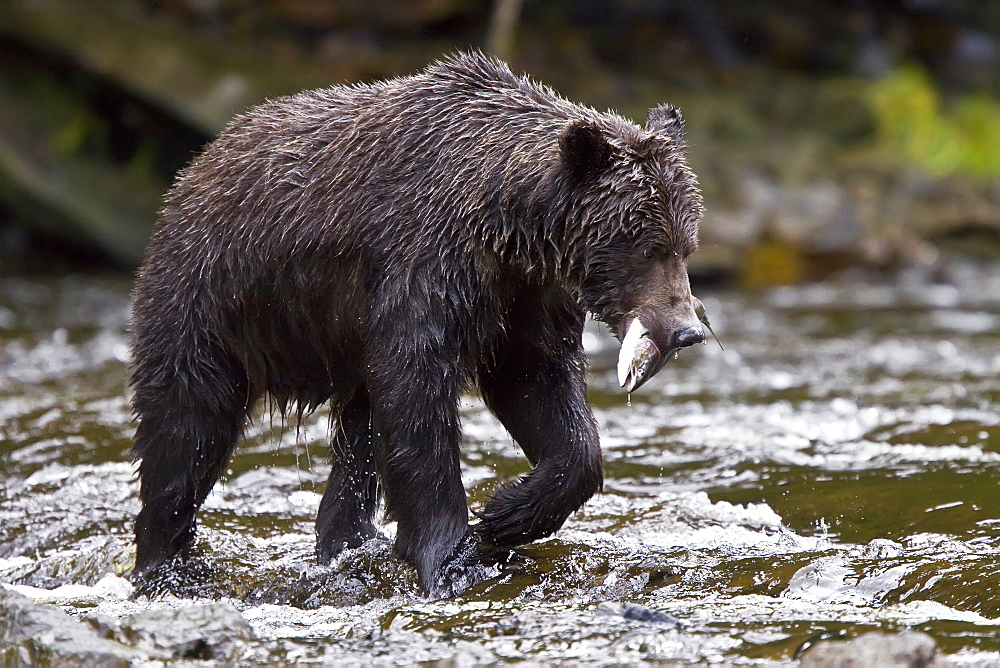 Brown Bear (Ursus arctos) fishing for pink salmon near the salmon weir at Pavlof Harbor on Chichagof Island in Southeast Alaska, USA. Pacific Ocean. 