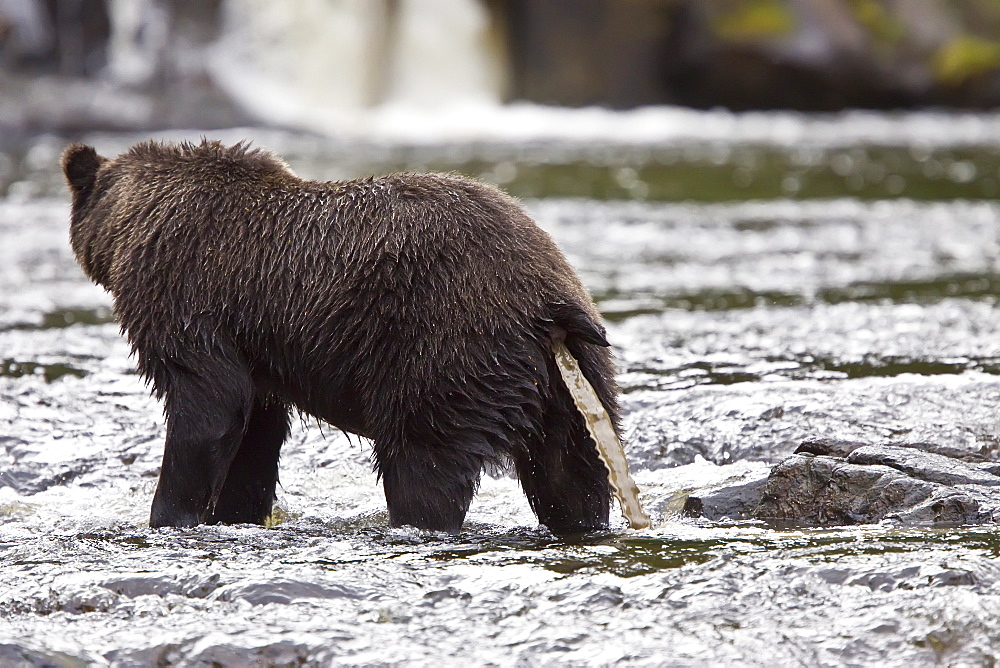 Brown Bear (Ursus arctos) fishing for pink salmon near the salmon weir at Pavlof Harbor on Chichagof Island in Southeast Alaska, USA. Pacific Ocean. 