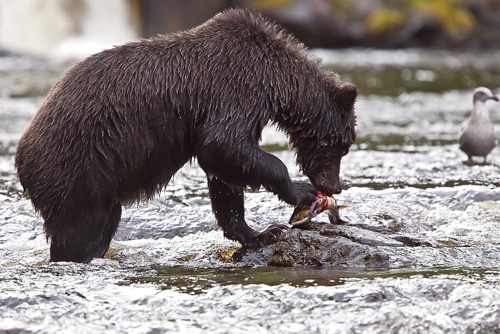 Brown Bear (Ursus arctos) fishing for pink salmon near the salmon weir at Pavlof Harbor on Chichagof Island in Southeast Alaska, USA. Pacific Ocean. 