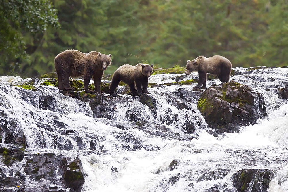 Brown Bear sow (Ursus arctos) with coy (cubs-of-year) fishing for pink salmon near the salmon weir at Pavlof Harbor on Chichagof Island in Southeast Alaska, USA. Pacific Ocean. 