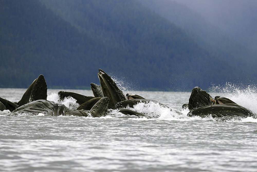 Adult humpback whales (Megaptera novaeangliae) cooperatively bubble-net feeding in Freshwater Bay on Chichagof Island in Southeast Alaska, USA