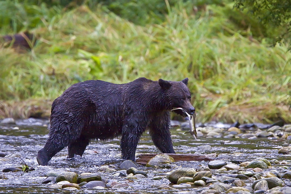 Brown Bear (Ursus arctos) fishing for pink salmon in Misty Fjords National Monument, Southeast Alaska, USA. Pacific Ocean. 