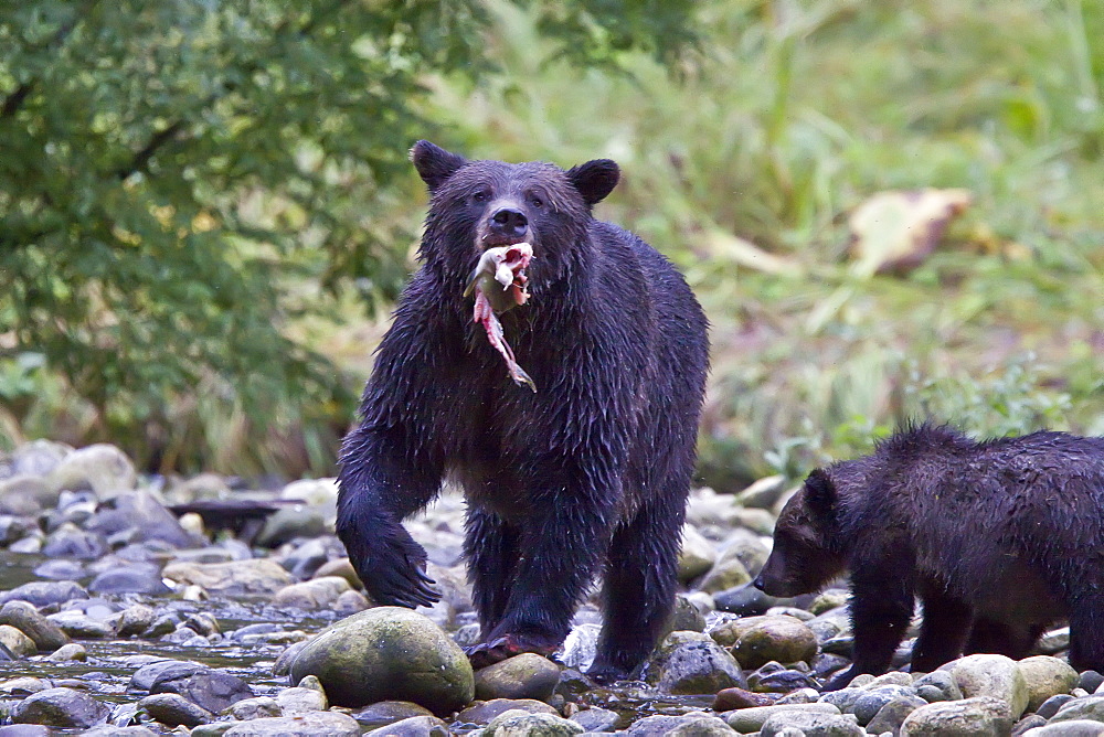 Brown Bear sow (Ursus arctos) and her coy (cubs of year) fishing for pink salmon in Misty Fjords National Monument, Southeast Alaska, USA. Pacific Ocean. 