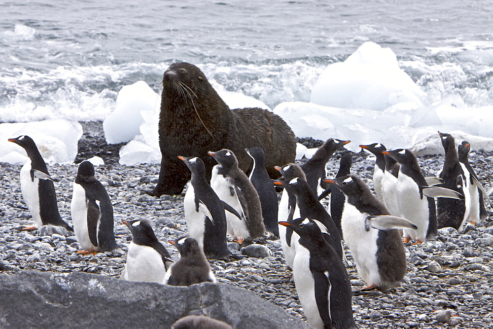 Antarctic Fur Seal (Arctocephalus gazella) on the Antarctic Peninsula at Brown Bluff, Antarctica, Southern Ocean