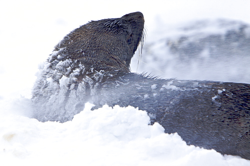 Antarctic Fur Seal (Arctocephalus gazella) during snow storm at Brown Bluff on the Antarctic Peninsula, Antarctica, Southern Ocean