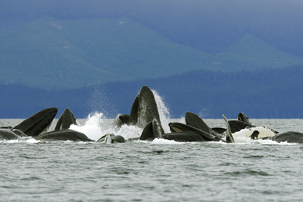 Adult humpback whales (Megaptera novaeangliae) cooperatively bubble-net feeding in Freshwater Bay on Chichagof Island in Southeast Alaska, USA