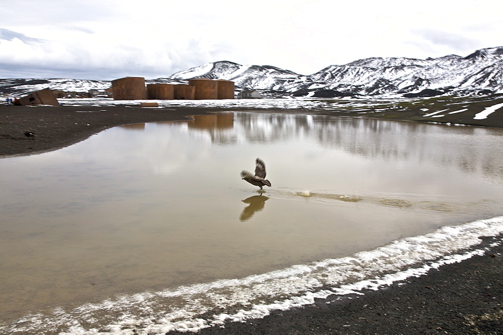 An adult Brown Skua (Catharacta antarctica) in flight inside the caldera at Deception Island, South Shetland Islands in the southern ocean