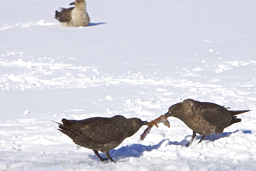 Adult Brown Skuas (Catharacta antarctica)  vying for food on an ice floe near the Antarctic peninsula in the southern ocean