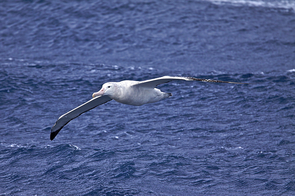 Wandering albatross (Diomedea exulans) on the wing in the Drake Passage between the tip of South America and the Antarctic Peninsula, Southern ocean