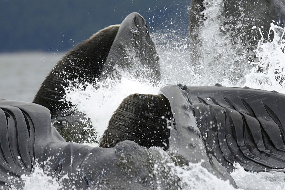 Extremely close up look at adult humpback whales (Megaptera novaeangliae) cooperatively bubble-net feeding in Freshwater Bay on Chichagof Island in Southeast Alaska, USA. Pacific Ocean