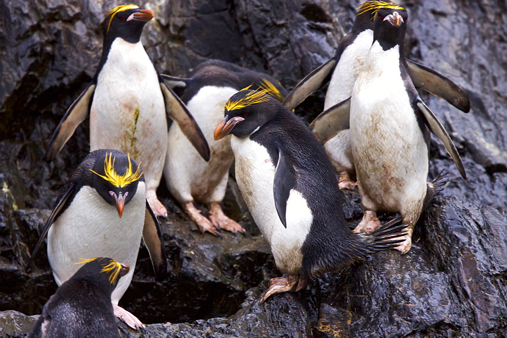 Macaroni Penguins (Eudyptes chrysolophus) in Elsehul Bay on South Georgia Island in the Southern Ocean